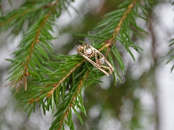 Saderināšanās gredzens