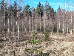 Mežizstrāde un mežkopība. Teritoriju sakopšana, koku izzāģēšana, zāles pļaušana un mulčēšana, zaru šķeldošana