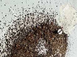 Kaitēkļu iznīcināšana Rīgā