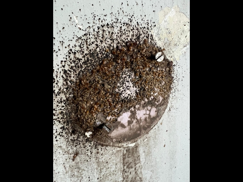 Kaitēkļu iznīcināšana Rīgā