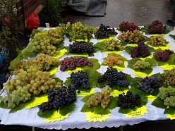 Konsultācijas vīnogu audzēšanā
