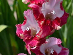 Gladiola