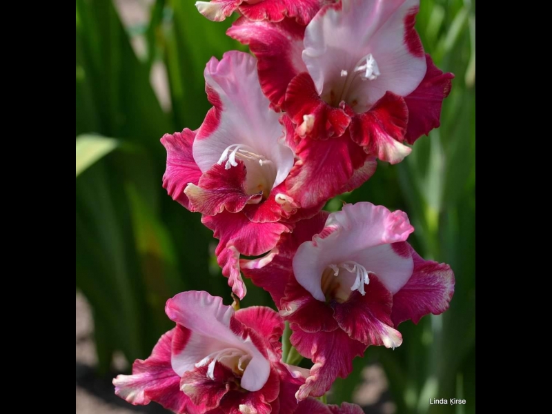 Gladiola