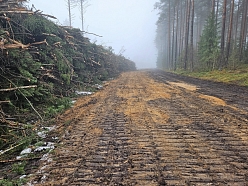 Kokmateriālu izvešana