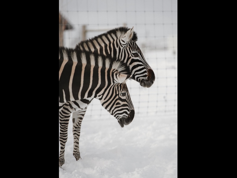 zebras