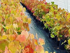 Latvijā audzēti vīnogu stādi