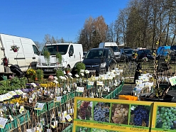 Latvijā audzēti vīnogu stādi