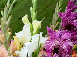 Gladiolas dažādās krāsās