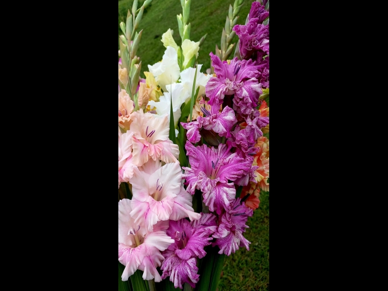 Gladiolas dažādās krāsās