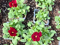 vasaras puķu stādi