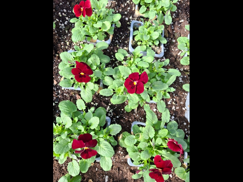 vasaras puķu stādi