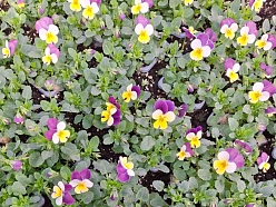 vasaras puķu stādi