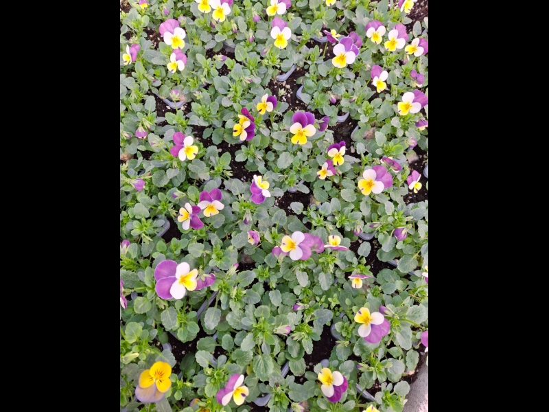 vasaras puķu stādi