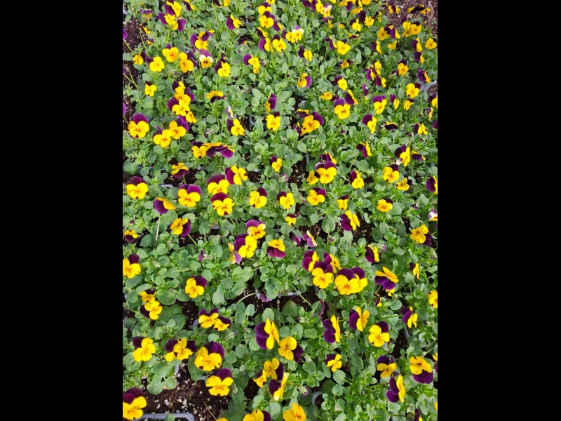 vasaras puķu stādi