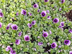 vasaras puķu stādi