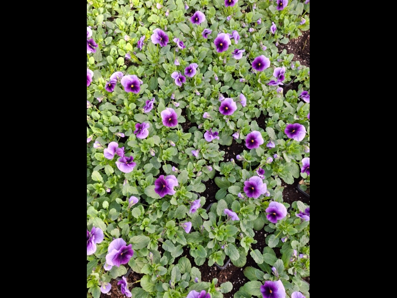 vasaras puķu stādi