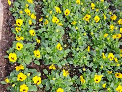 vasaras puķu stādi