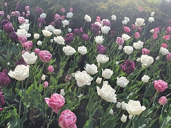 Puķu dobes ierīkošana