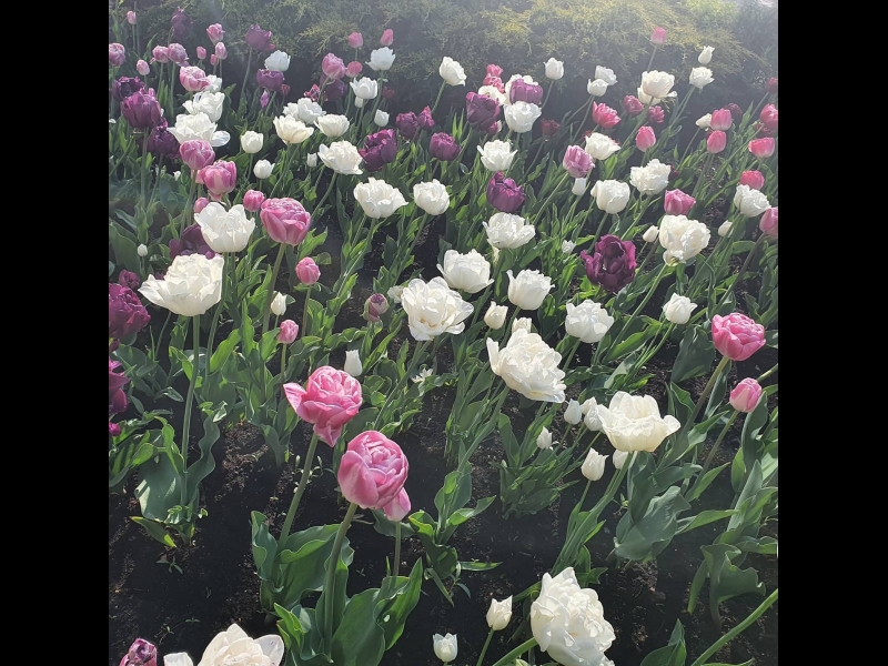 Puķu dobes ierīkošana