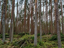 Mežizstrāde Vidzemē