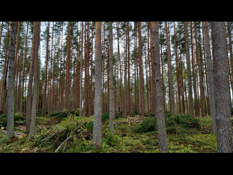 Mežizstrāde Vidzemē