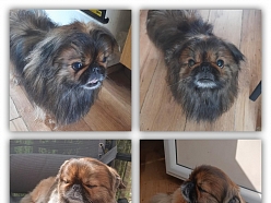 Suņu kopšana pirms un pēc