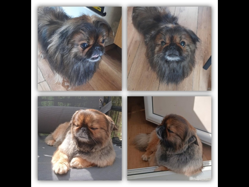 Suņu kopšana pirms un pēc