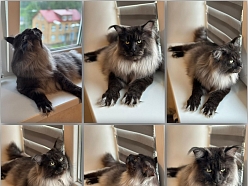 Kaķu kopšana un frizēšana