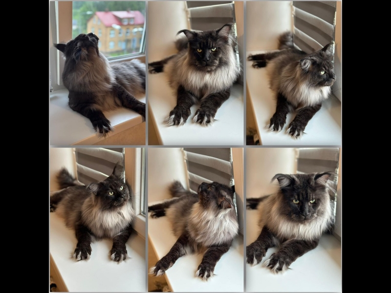 Kaķu kopšana un frizēšana