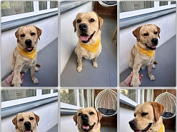 Suņu kopšana un mazgāšana