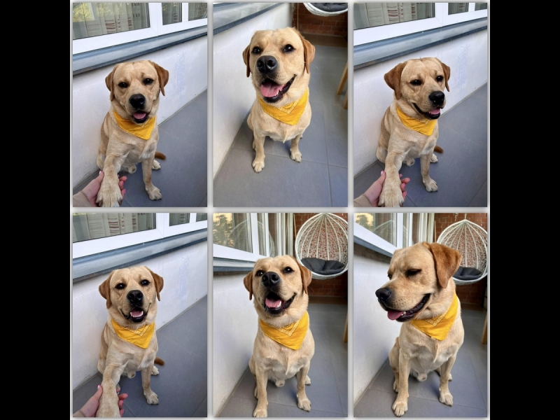 Suņu kopšana un mazgāšana