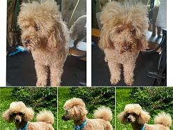 Pūdeļa frizēšana pirms un pēc