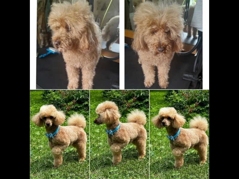 Pūdeļa frizēšana pirms un pēc