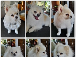 Pomerānieša kopšana un kažoka veidošana