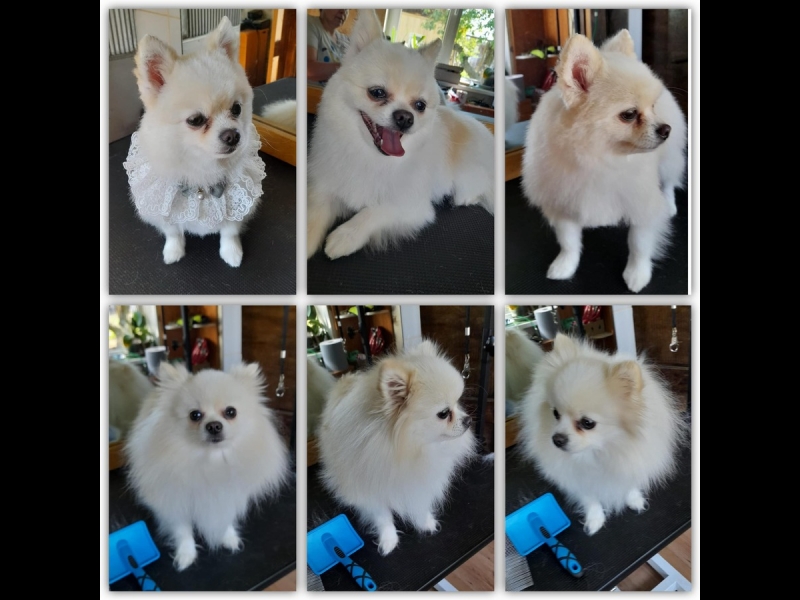 Pomerānieša kopšana un kažoka veidošana