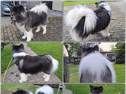 Liela suņa kopšana un kažoka sakopšana