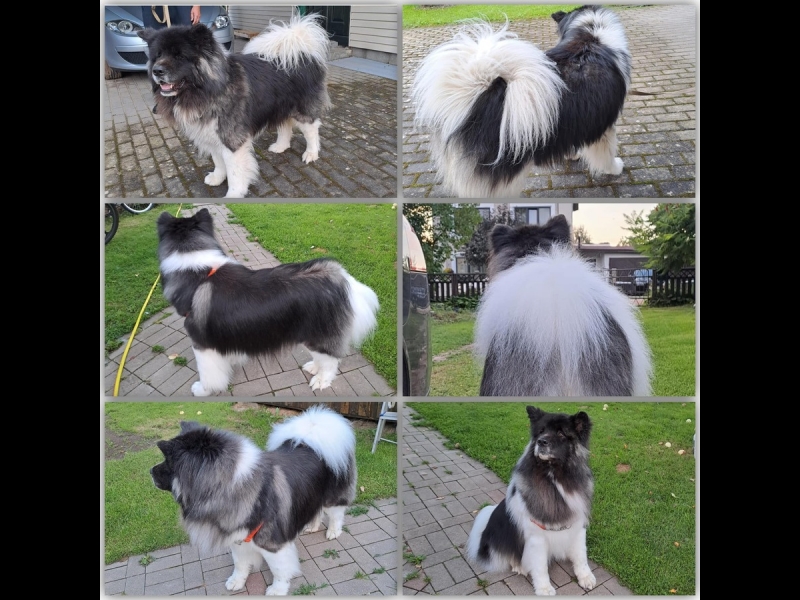 Liela suņa kopšana un kažoka sakopšana