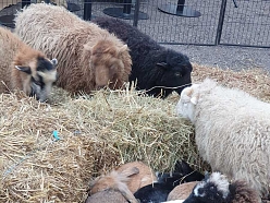 BallīteZoo – mierpilna dzīvnieku pasaule kopā vienuviet