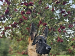 Kopts vācu aitu suns pēc kopšanas