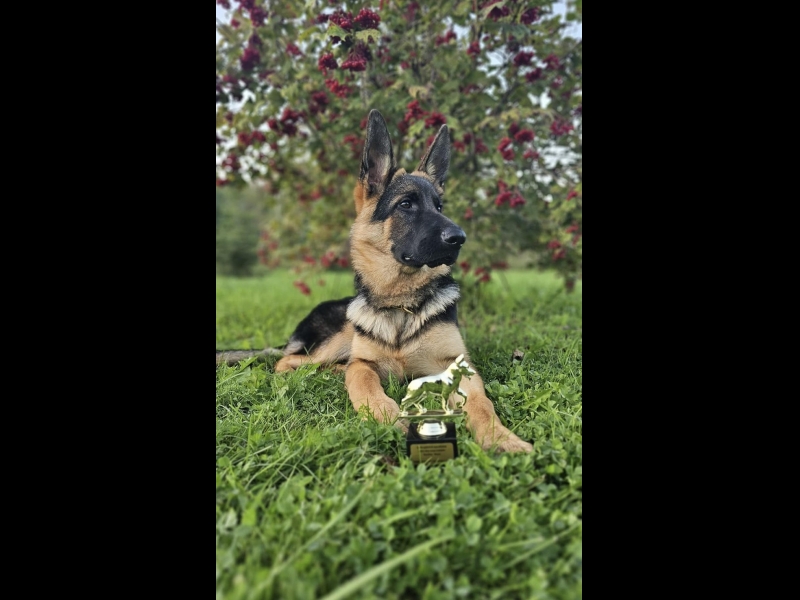 Kopts vācu aitu suns pēc kopšanas