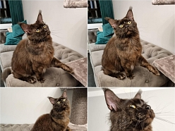 Kaķu kopšana un nagu kopšana