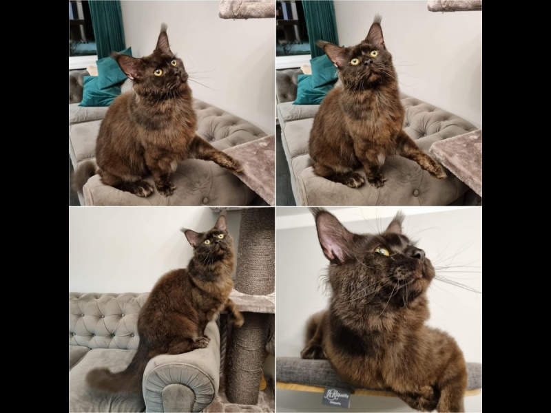 Kaķu kopšana un nagu kopšana