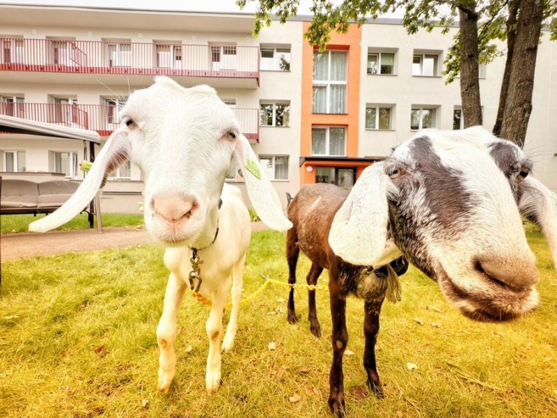 BallīteZoo – kaziņas ciemos pasākumā ar smaidu