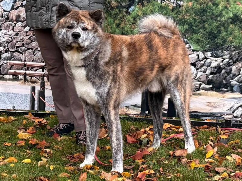 Suņu kopšana Valmierā