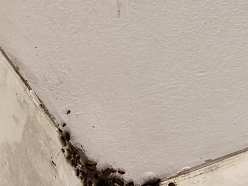 Dezinfekcija mājokļiem