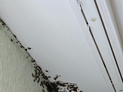 Kaitēkļu apkarošanas speciālisti