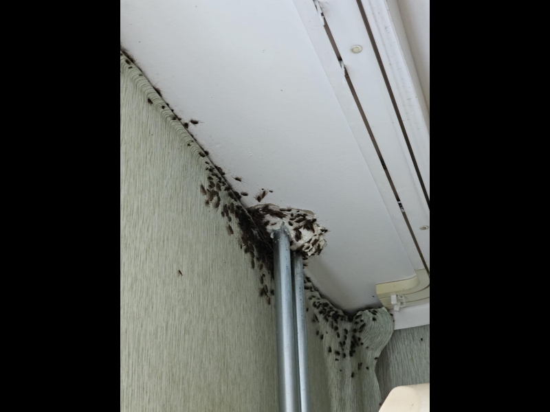 Kaitēkļu apkarošanas speciālisti