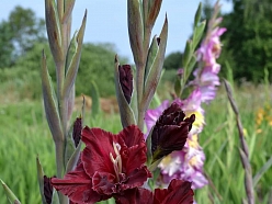 Gladiolas
