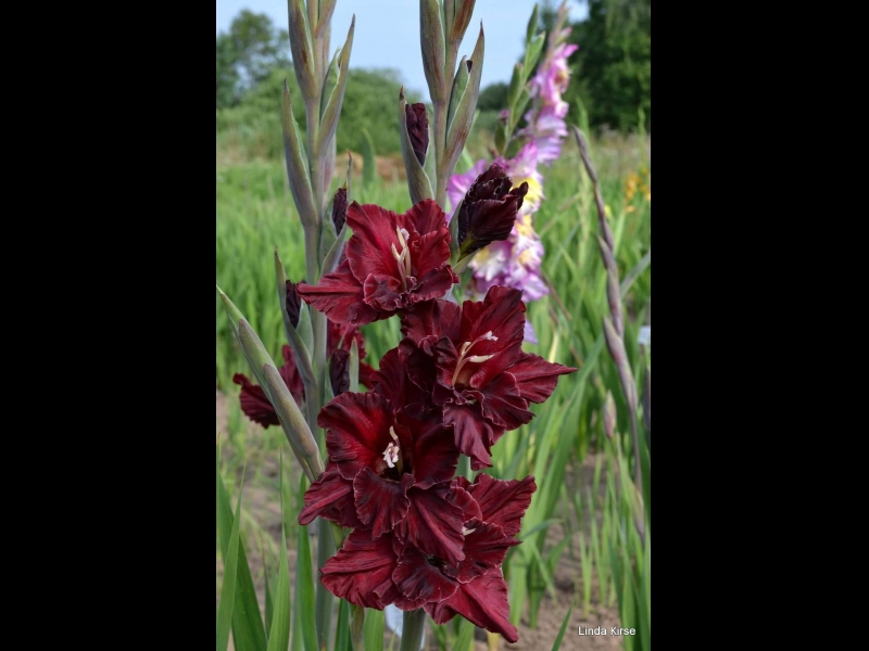Gladiolas