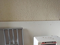 Profesionāla kaitēkļu kontrole